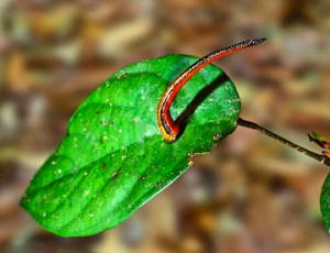 leech-on-leaf